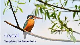  Presentation with alcedo - PPT theme with danube delta - kingfisher alcedo atthis background and a sky blue colored foreground