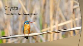  Presentation with alcedo - Presentation theme consisting of kingfisher alcedo atthis background and a coral colored foreground