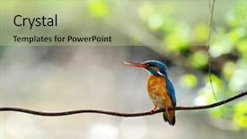  Presentation with alcedo - Audience pleasing theme consisting of danube delta - kingfisher alcedo atthis backdrop and a mint green colored foreground