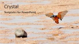  Presentation with alcedo - Slides with kingfisher alcedo atthis background and a  colored foreground