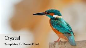  Presentation with alcedo - Beautiful slide deck featuring kingfisher alcedo atthis backdrop and a coral colored foreground
