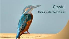  Presentation with alcedo - Cool new slides with kingfisher alcedo atthis backdrop and a light blue colored foreground