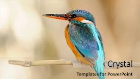  Presentation with alcedo - PPT theme consisting of kingfisher alcedo atthis background and a coral colored foreground