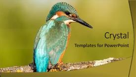  Presentation with branch - Colorful slides enhanced with kingfisher bird preening backdrop and a gold colored foreground
