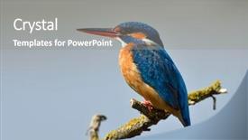  Presentation with alcedo - Theme having kingfisher in natural habitat alcedo background and a  colored foreground