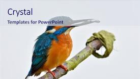  Presentation with alcedo - Beautiful PPT layouts featuring kingfisher in natural habitat alcedo backdrop and a  colored foreground
