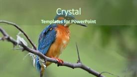  Presentation with alcedo - PPT layouts consisting of kingfisher in natural habitat alcedo background and a  colored foreground