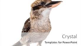  Presentation with river kingfisher - PPT theme featuring kingfisher-laughing-kookaburra-dacelo-novaeguineae background and a white colored foreground