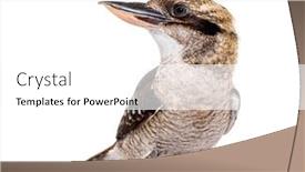  Presentation with river kingfisher - Slides consisting of kingfisher-laughing-kookaburra-dacelo-novaeguineae background and a white colored foreground