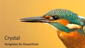  Presentation with branch - Beautiful slides featuring kingfisher perched on a branch backdrop and a yellow colored foreground