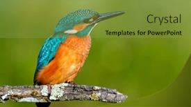  Presentation with branch - Audience pleasing presentation design consisting of closeup colorful fishing - kingfisher perched on a branch backdrop and a gold colored foreground