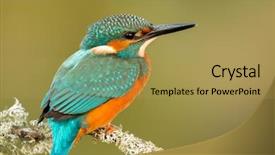  Presentation with natural gas piping - Colorful PPT layouts enhanced with kingfisher perched on a branch backdrop and a yellow colored foreground