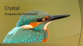  Presentation with branch - Presentation theme featuring kingfisher perched on a branch background and a gold colored foreground