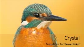  Presentation with volcanic natural disaster erupted - Slide deck having kingfisher perched on a branch background and a gold colored foreground