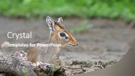  Presentation with world - Beautiful theme featuring kirk-dik-dik-madoqua-kirkii backdrop and a gray colored foreground