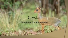  Presentation with world - Colorful slide deck enhanced with kirk-dik-dik-madoqua-kirkii backdrop and a mint green colored foreground