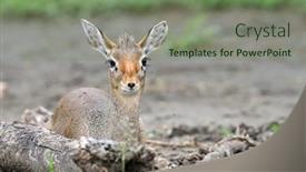  Presentation with realty world - Audience pleasing presentation consisting of kirk-dik-dik-madoqua-kirkii backdrop and a seafoam green colored foreground