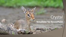  Presentation with world - PPT theme consisting of kirk-dik-dik-madoqua-kirkii background and a gray colored foreground