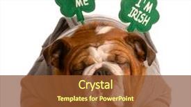  Presentation with english bulldog - Colorful PPT theme enhanced with m dia - kiss me i'm irish backdrop and a tawny brown colored foreground