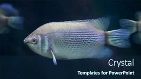  Presentation with animal - Amazing slides having kissing-gourami-helostoma-temminckii backdrop and a navy blue colored foreground