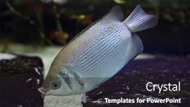  Presentation with wildlife - Presentation design featuring kissing-gourami-helostoma-temminckii background and a wine colored foreground