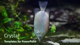  Presentation with wildlife - Theme consisting of kissing-gourami-helostoma-temminckii background and a tawny brown colored foreground