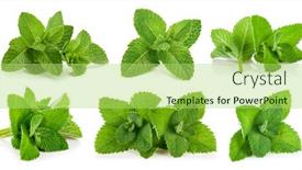  Presentation with mint - Slides consisting of kit-leaves-mint-still-life background and a yellow colored foreground