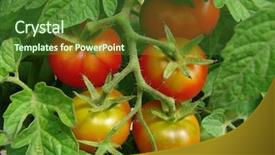  Presentation with bunch - Beautiful presentation theme featuring kitchen garden - bunch of tomatoes ripening backdrop and a forest green colored foreground