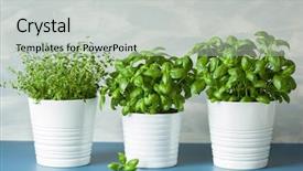  Presentation with thyme - Beautiful PPT theme featuring kitchen garden - fresh basil thyme herbs backdrop and a light gray colored foreground