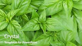  Presentation with green leaves - Slide set featuring kitchen garden - fresh green basil leaves closeup background and a  colored foreground