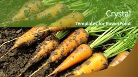  Presentation with carrots - Theme with kitchen garden - fresh harvested carrots on ground background and a tawny brown colored foreground