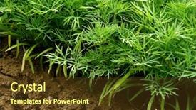  Presentation with plants growing - PPT theme featuring kitchen garden - green dill plants growing background and a tawny brown colored foreground