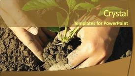  Presentation with hands planting a cabbage seedling - Cool new slide deck with kitchen garden - hands planting pepper seedlings backdrop and a tawny brown colored foreground