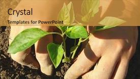  Presentation with hands planting a cabbage seedling - PPT layouts featuring kitchen garden - hands planting pepper seedlings background and a gold colored foreground