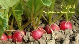  Presentation with organic farming corn seedling growing - Cool new slide deck with kitchen garden - organic radishes growing backdrop and a tawny brown colored foreground