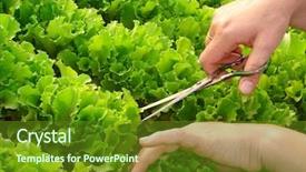 Presentation with green leaves simple - Presentation enhanced with kitchen garden - woman hands cropping green lettuce background and a tawny brown colored foreground