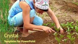  Presentation with sprouts and pulses - Slides with kitchen garden - woman hoeing beetroot sprouts background and a  colored foreground