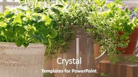  Presentation with skin color natural lavender lemon - Slides consisting of kitchen herb garden with lemon background and a coral colored foreground