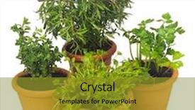  Presentation with oregano - Presentation enhanced with potted herbs - kitchen herb pots with oregano background and a gold colored foreground
