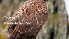  Presentation with kite - Audience pleasing PPT theme consisting of kite-resting-on-rock-buteo backdrop and a coral colored foreground