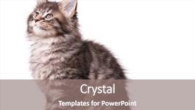  Presentation with hello kitty cute little kitten - Amazing PPT theme having kitten 2 months old cat backdrop and a gray colored foreground