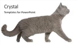  Presentation with british - Audience pleasing presentation design consisting of kitten 3 months old walk backdrop and a white colored foreground