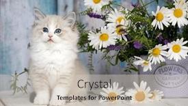  Presentation with baby animal carnival - PPT theme featuring kitten-adorable-beautiful-baby-animal background and a soft green colored foreground