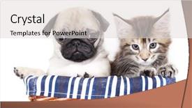  Presentation with hello kitty cute little kitten - Beautiful theme featuring kitten and puppy backdrop and a light gray colored foreground