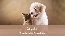  Presentation with kitten - PPT theme having kitten and small fluffy dog background and a coral colored foreground