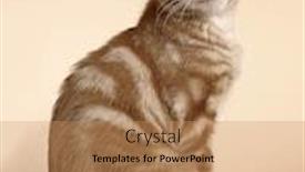  Presentation with kitten - Audience pleasing theme consisting of kitten-breed-kurilian-bobtail backdrop and a coral colored foreground