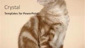  Presentation with kitten - Cool new presentation theme with kitten-breed-kurilian-bobtail backdrop and a lemonade colored foreground