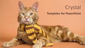  Presentation with kitten - Colorful PPT theme enhanced with kitten-breed-kurilian-bobtail backdrop and a coral colored foreground