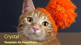  Presentation with kitten - Audience pleasing slide deck consisting of kitten-breed-kurilian-bobtail backdrop and a coral colored foreground