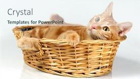  Presentation with kitten - Beautiful presentation theme featuring kitten-breed-kurilian-bobtail backdrop and a sky blue colored foreground